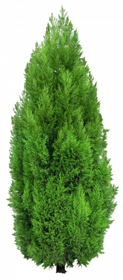 Cypress Tree PNG Clipart | render resources | Pinterest | Cypress ...