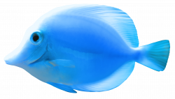 Collection of 14 free Fishes clipart light blue. Download on ubiSafe