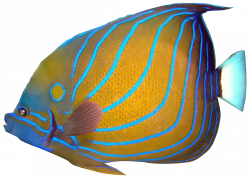 Angelfish Carassius auratus Red lionfish Tropical fish Clip art ...