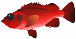 Red Fish PNG Clipart - Best WEB Clipart