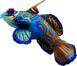 Coral Reef Fish by hrtddy on DeviantArt