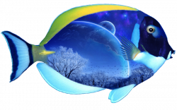 Fish Transparent PNG Pictures - Free Icons and PNG Backgrounds