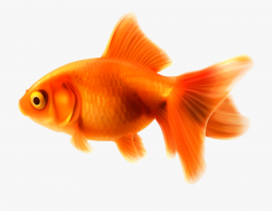Goldfish Clipart - Gold Fish Png #1692 - Free Cliparts on ...