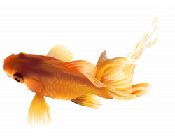 Goldfish PNG Transparent Clip Art Image | Gallery Yopriceville ...