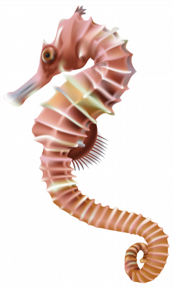 Seahorse PNG Transparent Clip Art Image | Gallery Yopriceville ...