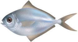 Fish Transparent PNG Image | Web Icons PNG