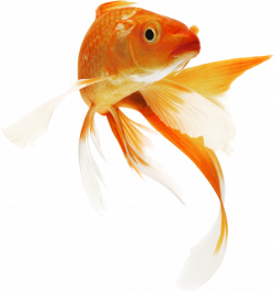 Fish Clipart Icon - 10497 - TransparentPNG