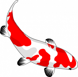 Free Image on Pixabay - Fish, Koi, Red, White, Nishikigoi ...