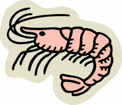 Seafood clipart shrimp - Pencil and in color seafood clipart shrimp