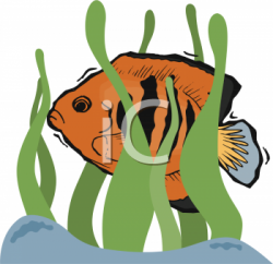 Clipart Images of Angel Fish Swimming Among Kelp or Seaweed ...