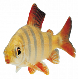 Fish Orange Sideview transparent PNG - StickPNG