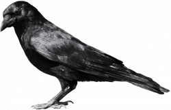 Black Crow Sideview transparent PNG - StickPNG