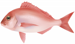 Fish Rose transparent PNG - StickPNG