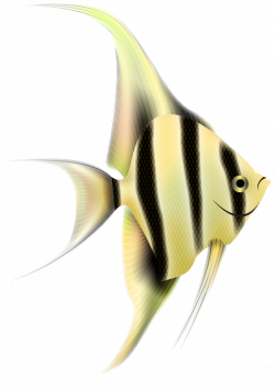 Angelfish PNG Clipart | PNG Mart