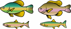 Rainbow Trout Clipart at GetDrawings.com | Free for personal use ...