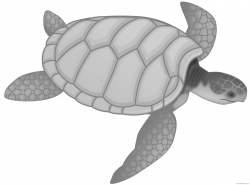 Sea Turtle Clipart - ClipartBlack.com