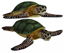 Png Turtle Best Clipart #22672 - Free Icons and PNG Backgrounds