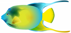 Queen Angelfish PNG Transparent Clip Art Image | Gallery ...