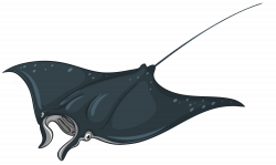 Skate Fish PNG Clipart - Best WEB Clipart