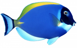 blue fish PNG image | SB - P | Pinterest | Fish and Animal