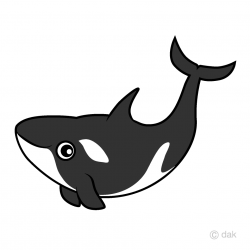 Killer Whale Clipart Free Picture｜Illustoon