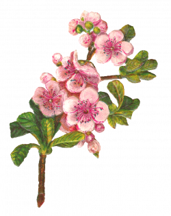 Antique Images: Botanical Art Apple Blossom Flower Digital Download