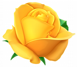 Free photo: Yellow Rose - pretty, plants, petals - Non-Commercial ...