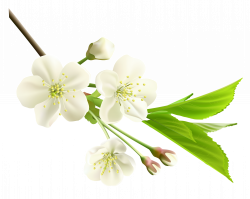 Spring Branch with White Tree Flowers PNG Clipart | Godly ...