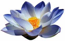 Frosty Blue Lotus by jeanicebartzen27 on DeviantArt