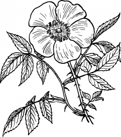 Image - Black-outline-drawing-plants-flower-white-flowers-public ...