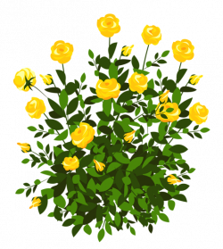 Yellow Rose Bush PNG Clipart Picture | ClipArt | Pinterest | Rose ...