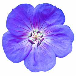 Purple Flower PNG by Bunny-with-Camera on DeviantArt