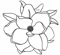 mississippi state flower coloring page united states clip art ...