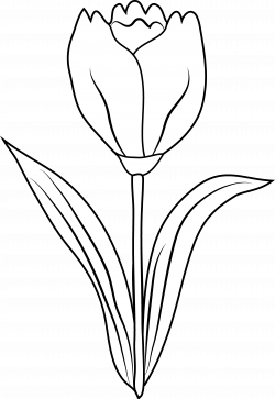 Tulip Flower Coloring Page - Free Clip Art