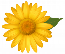 Yellow Daisy PNG Image | Gallery Yopriceville - High-Quality Images ...