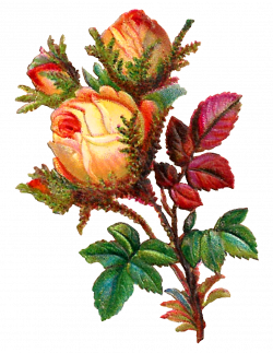 Antique Images: Stock Yellow Rose Digital Flower Clip Art ...