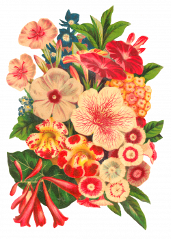 Antique Images: Stock Antique Seed Catalog Digital Flower Clip Art ...