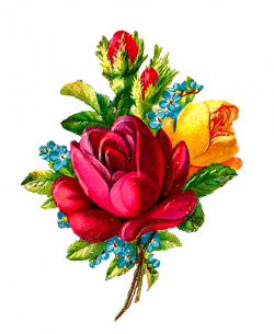 Antique Images: Digital Red Rose Clip Art Flower Download Botanical ...