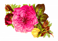 Antique Images: Rose Bouquet Clip Art of Pink, Red, and Yellow Flowers
