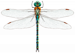 Dragonfly PNG Clip Art - Best WEB Clipart