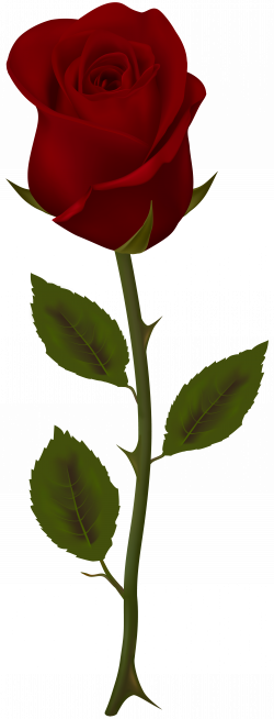 Dark Red Rose Transparent PNG Clip Art | Gallery Yopriceville ...