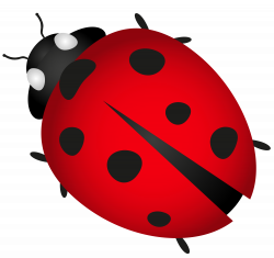 Lady Bug Transparent PNG Clip Art Image | Gallery Yopriceville ...