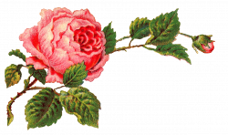 Antique Images: Free Digital Flower Label Pink Rose Clip Art and ...
