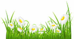 White Daisies and Grass Transparent PNG Clip Art Image | Backgroup ...