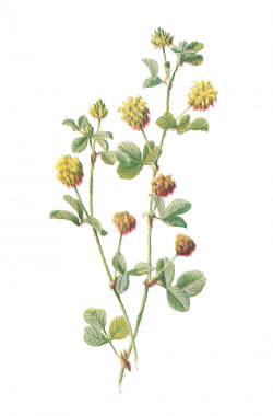 Antique Images: Free Flower Graphic: Wildflower Clip Art Hop Trefoil ...