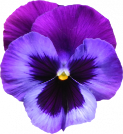 Large Transparent Purple Violet Flower PNG Clipart | ziedi ...