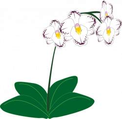 gousicteco: Orchid Clipart Black And White Images