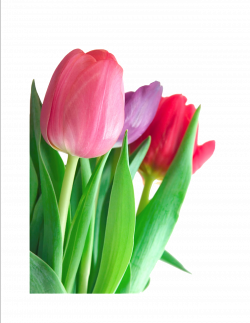 Tulip clipart transparent - Pencil and in color tulip clipart ...