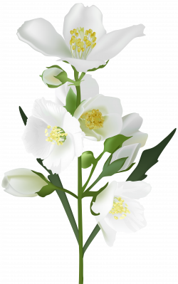 White Flower PNG Clip Art Image | Gallery Yopriceville - High ...