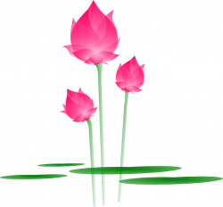 Lotus Flower PNG images free download